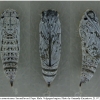 pyr armoricanus pupa3 volg2